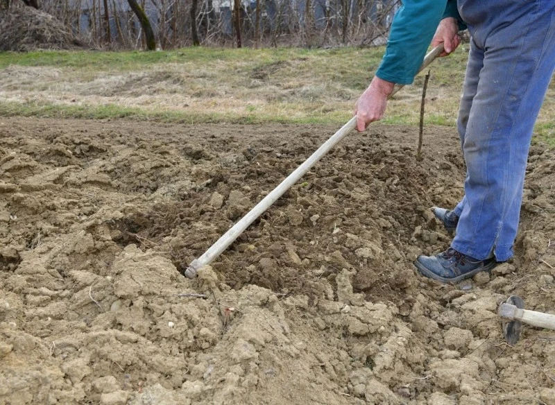 Przed przystąpieniem do siewu należy odpowiednio przygotować glebę