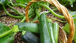 Siew cukinii – jak i kiedy siać? Owoców będzie dużo, nie będą gniły na krzaku