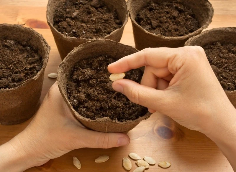 Wysiew nasion cukinii na rozsadę najlepiej rozpocząć w kwietniu
