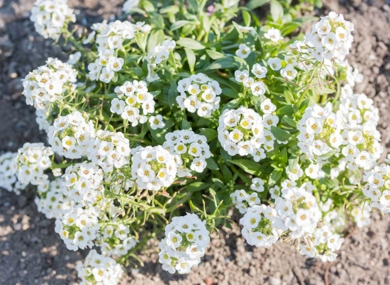 Kwiecień jest dobrym czasem na siew smagliczki