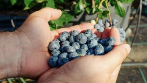 Najlepsze odmiany borówki dają naprawdę duże, zdrowe i soczyste owoce. Sprawdź listę propozycji polecanych do uprawy ogrodowej.