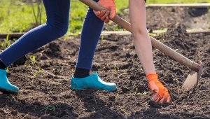Borowina stanowi efektywny środek rozluźniający dla gleb gliniastych i ilastych.