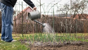 Czego potrzebuje czosnek na wiosnę?