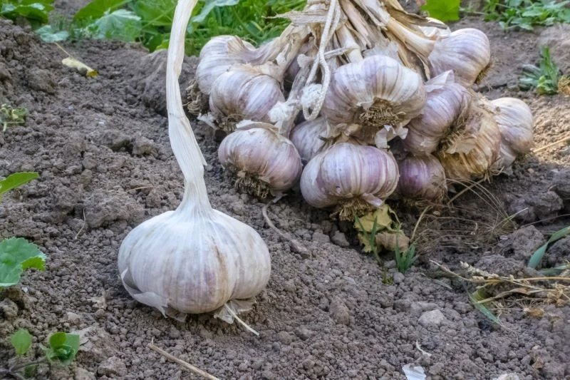 Naturalny nawóz zagwarantuje obfity plon czosnku