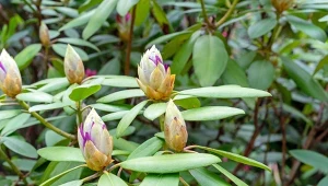 Nawóz na bazie wody z kiszonych ogórków poprawia kwitnienie i zwiększa odporność na choroby grzybowe.