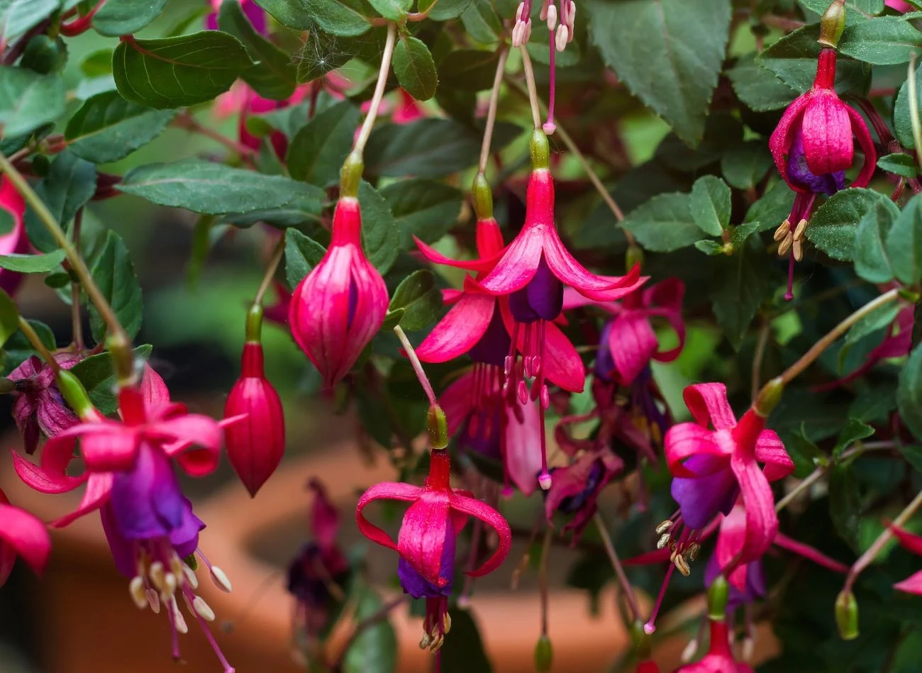 Stosując borowinę do nawożenia fuksji, zalewnisz jej bujny wzrost i obfite kwitnienie.