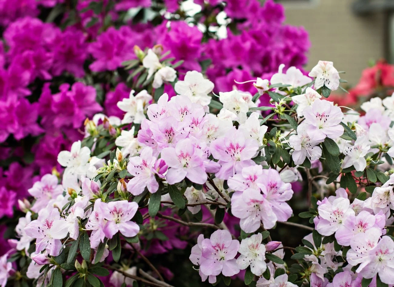 Wodę z ogórków kiszonych można stosowa również do podlewania azalii.