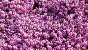 Wrzosiec krwisty – uprawa, pielęgnacja i zastosowanie