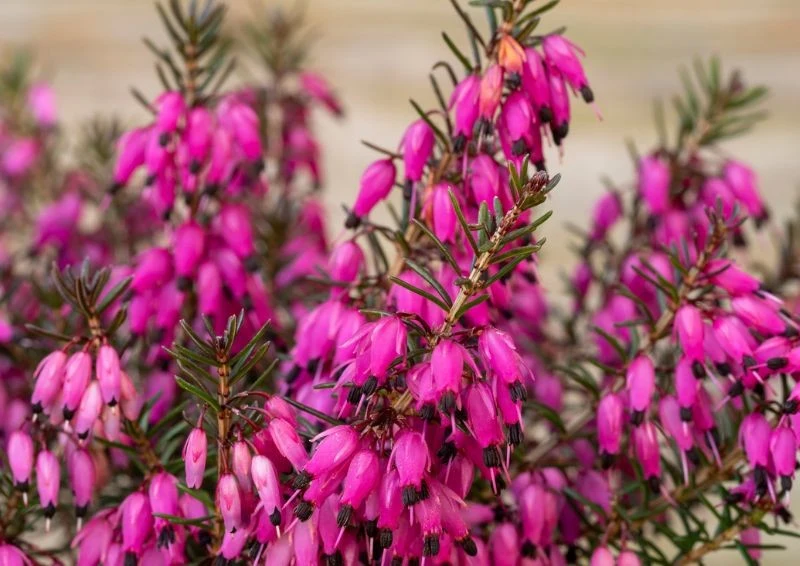 Im więcej słońca, tym bardziej intensywna barwa kwiatów wrzośca