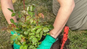 Nawożenie róż warto rozpocząć na wiosnę, gdy zaczynają wypuszczać nowe pędy.