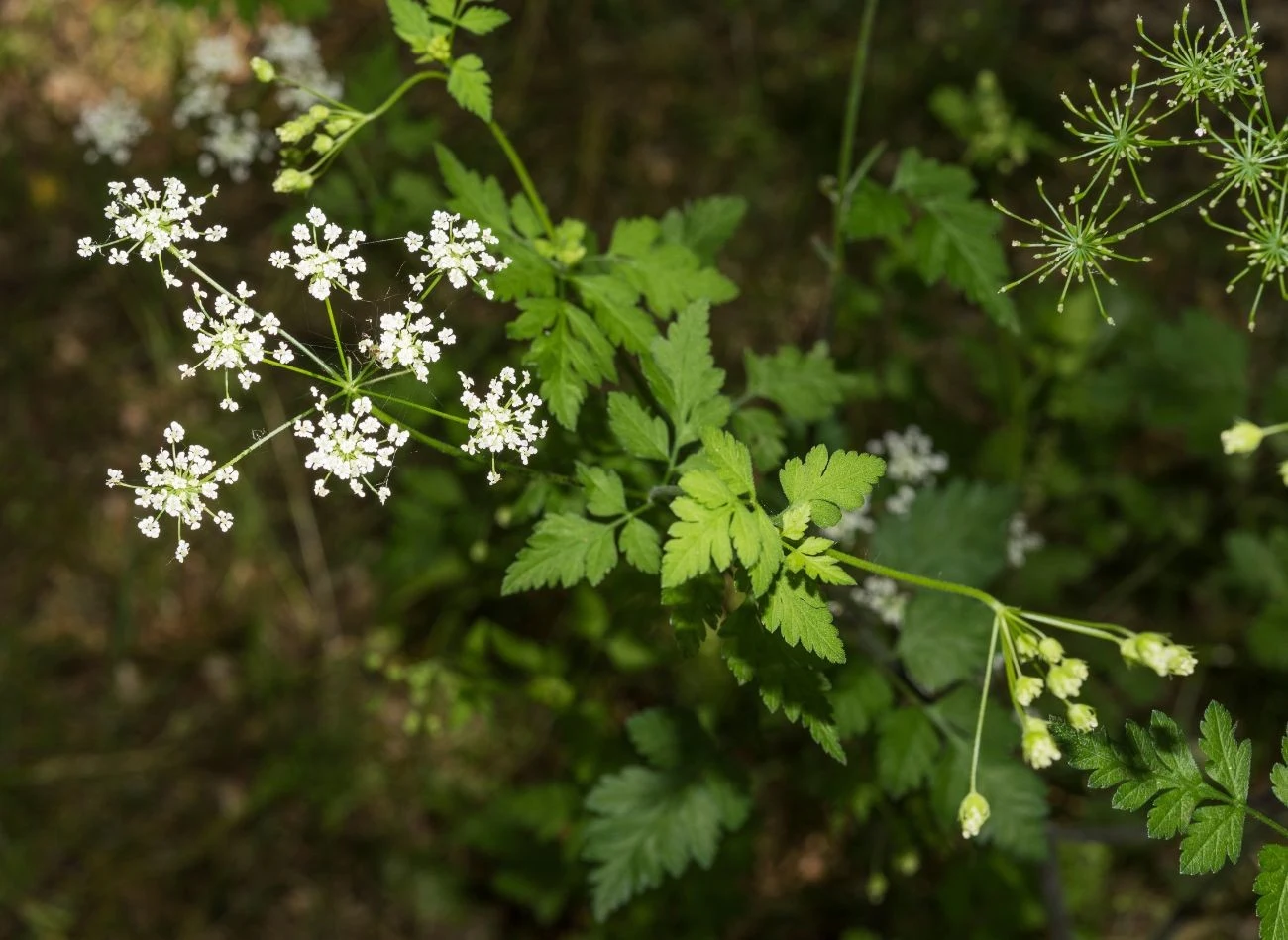 Białe kwiaty trybuli, zebrane w baldachy, które po przekwitnięciu przekształcają się w podłużne, ciemne nasiona.