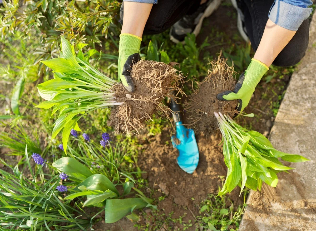 Jak prawidłowo przesadzać byliny na wiosnę oraz jakie rośliny tego potrzebują