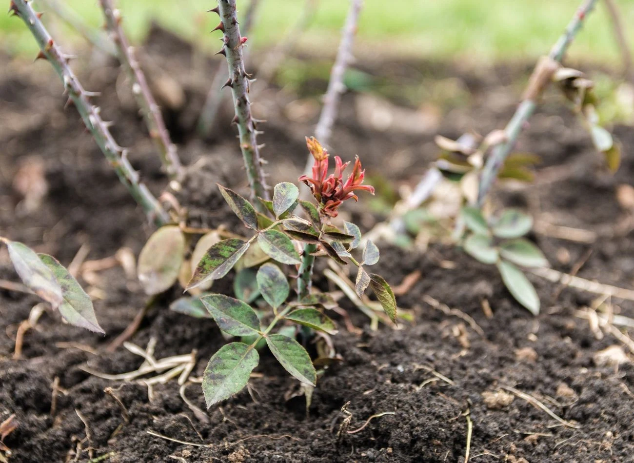 Pierwsze nawożenie róż należy przeprowadzić, gdy rośliny zaczynają wypuszczać nowe pędy i liście