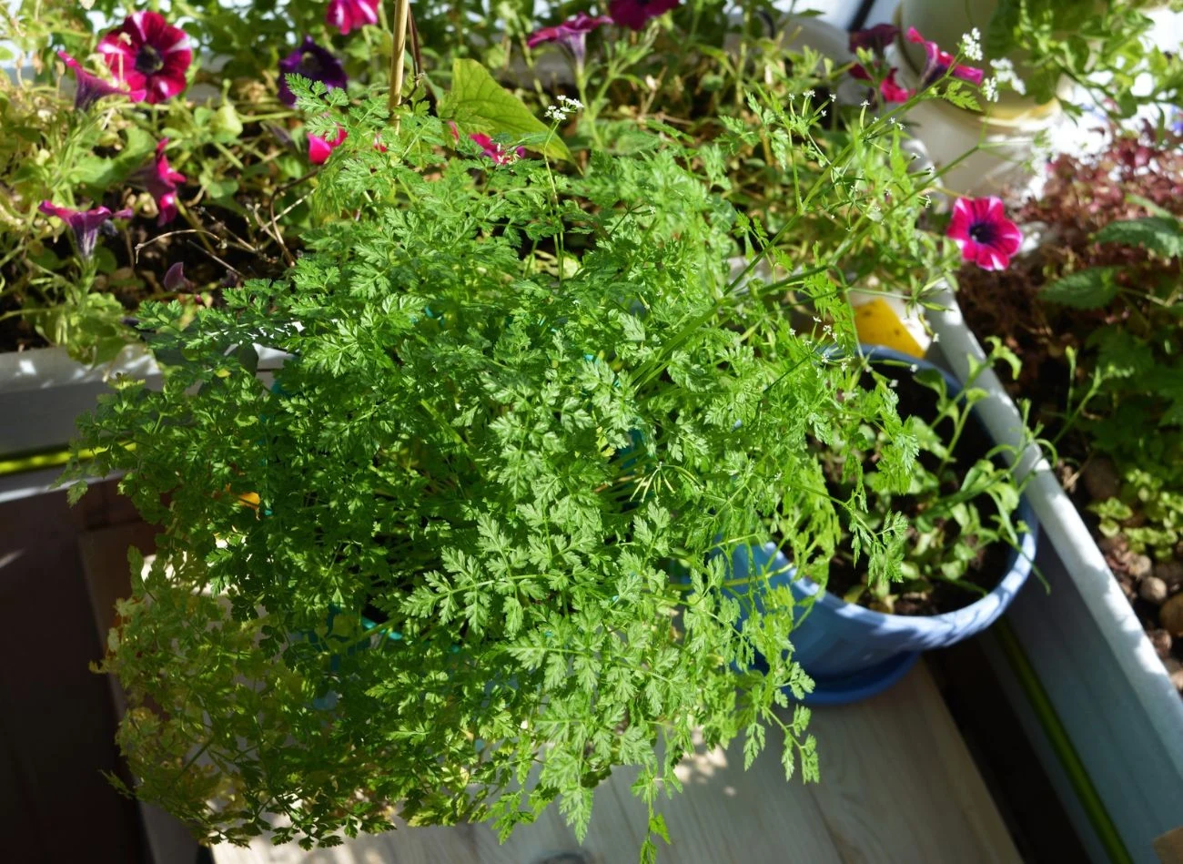 Trybule można wysiewać zarówno do gruntu, jak i uprawiać przez cały rok w donicy.