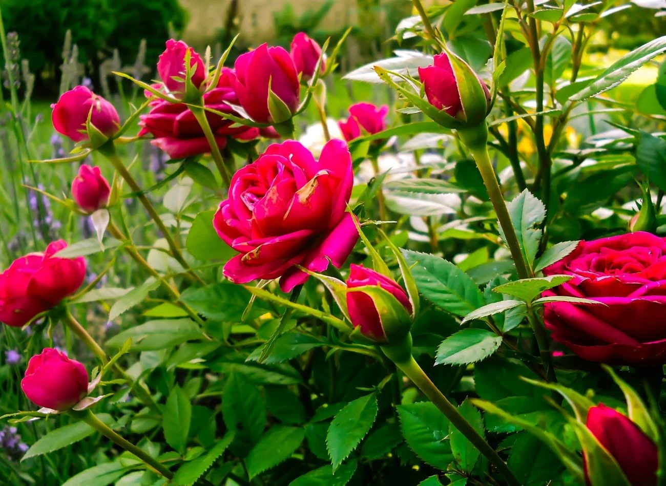 Dokarmiając róże, należy pamiętać, że przenawożenie może prowadzić do uszkodzenia roślin, a nawet ich zamierania.