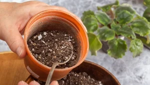 Keramzyt, perlit i chipsy kokosowe do przygotowania podłoża dla roślin