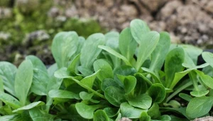 Roszponka - siew i uprawa