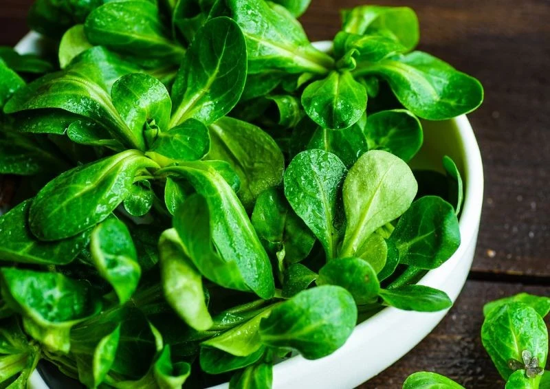 Liście roszponki najlepiej zbierać gdy są młode i delikatne - są wtedy najsmaczniejsze.