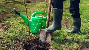 Podpowiadamy, jak wiosną posadzić drzewo owocowe z odkrytym korzeniem.