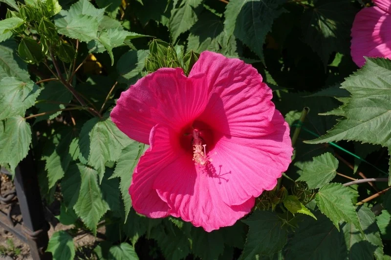 Najlepszym czasem na sadzenie hibiskusa bagiennego jest wiosna, gdy minie ryzyko przymrozków