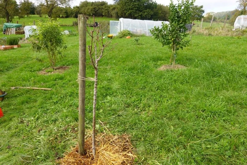 O młode drzewa owocowe trzeba się odpowiednio zatroszczyć