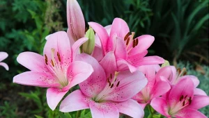 Pielęgnacja lilii na wiosnę. Kwaśna odżywka pobudzi je do obfitego kwitnienia