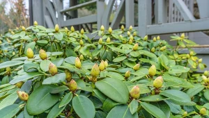 Podlewanie i nawożenie rododendronów to dwa najważniejsze zabiegi na wiosnę.