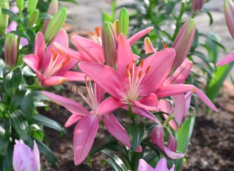 Wiosną należy zadbać o kilku zabiegach pielęgnacyjnych, dzięki którym lilie będą kwitły długo i obficie