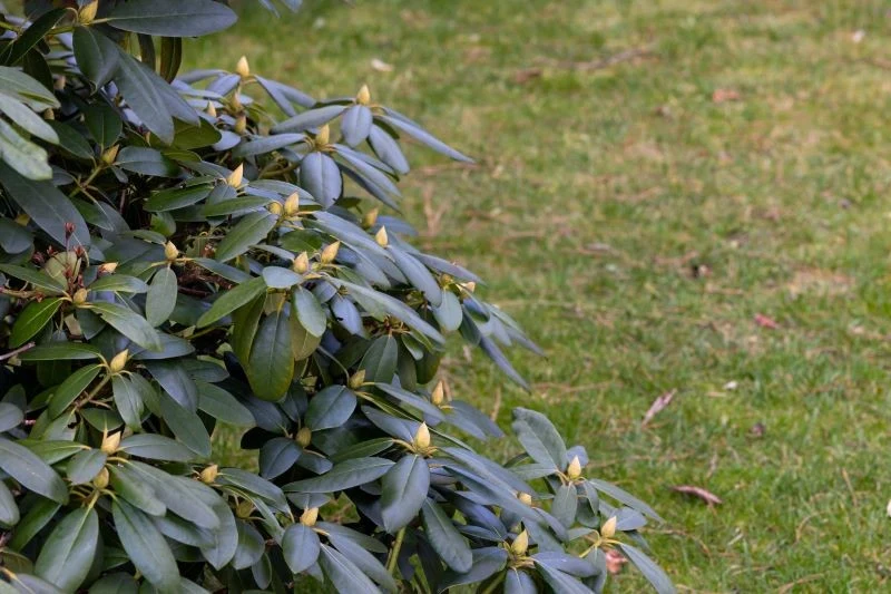 Wiosną glebę w miejscu uprawy rododendronów trzeba zakwasić