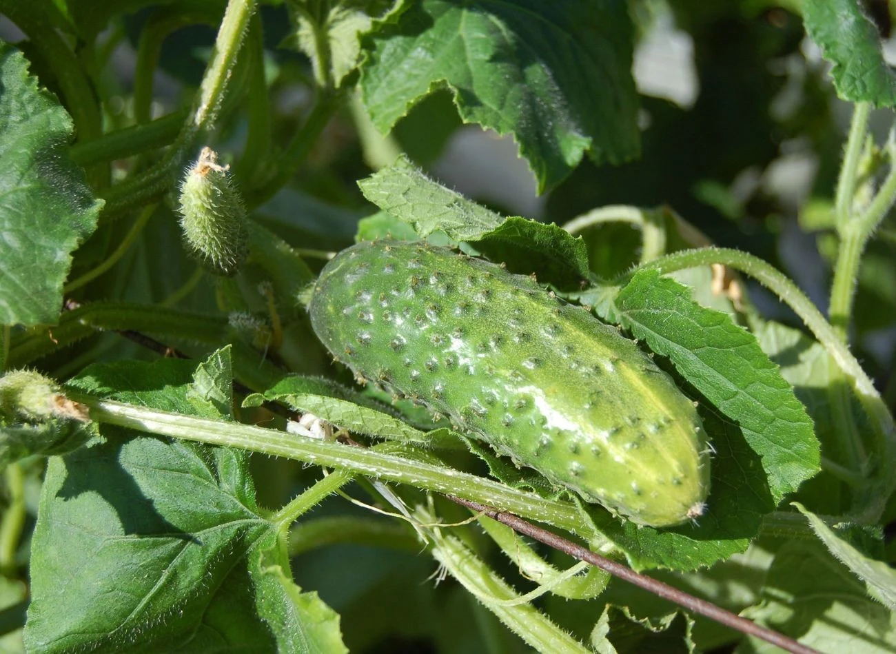 Podczas pielęgnacji ogórków nie można zapomnieć o regularnym usuwaniu przekwitłych kwiatów. Fot. Alexey Hulsov/