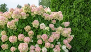 Ściółkowanie rabat kompostem wpływa na rozwój roślin i obfitość kwitnienia.