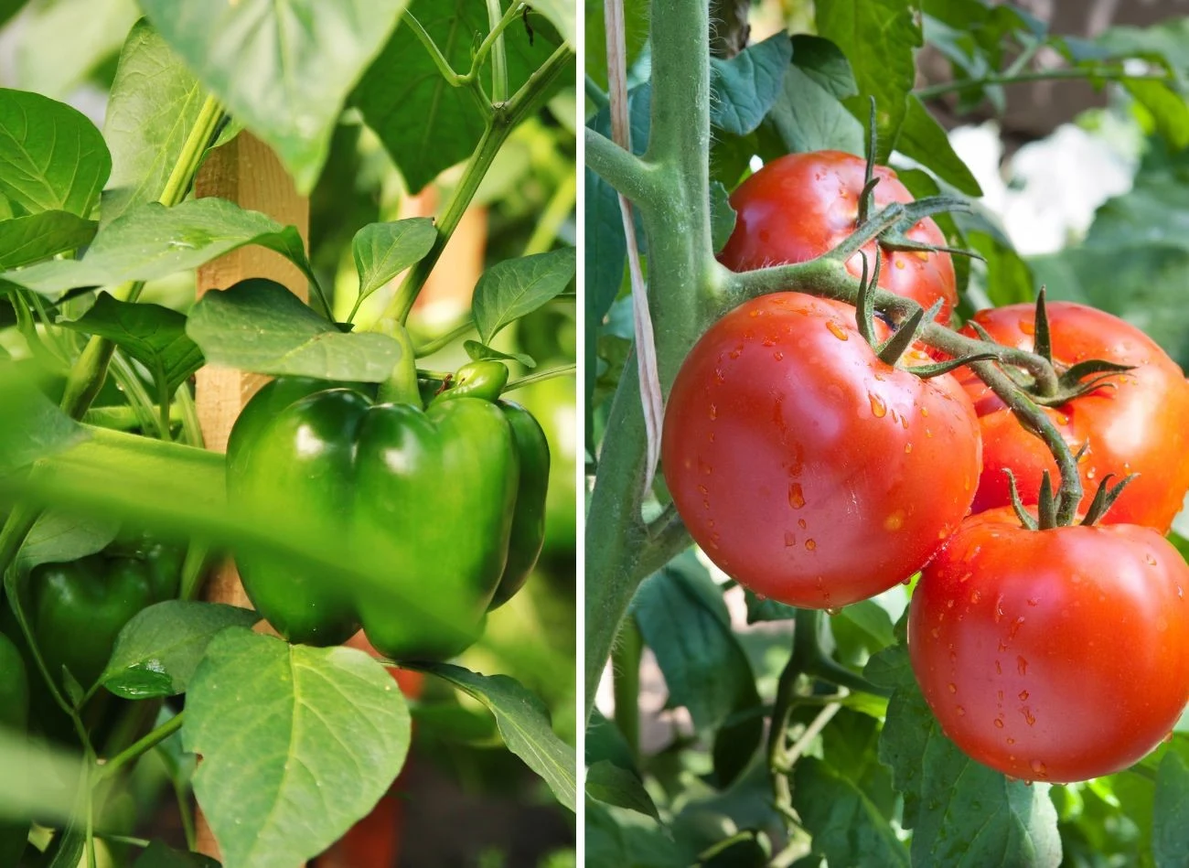 Ani papryka, ani pomidory nie są dobrym sąsiedztwem dla ogórka. Fot. Tatiana Dyuvbanova/fotokostic