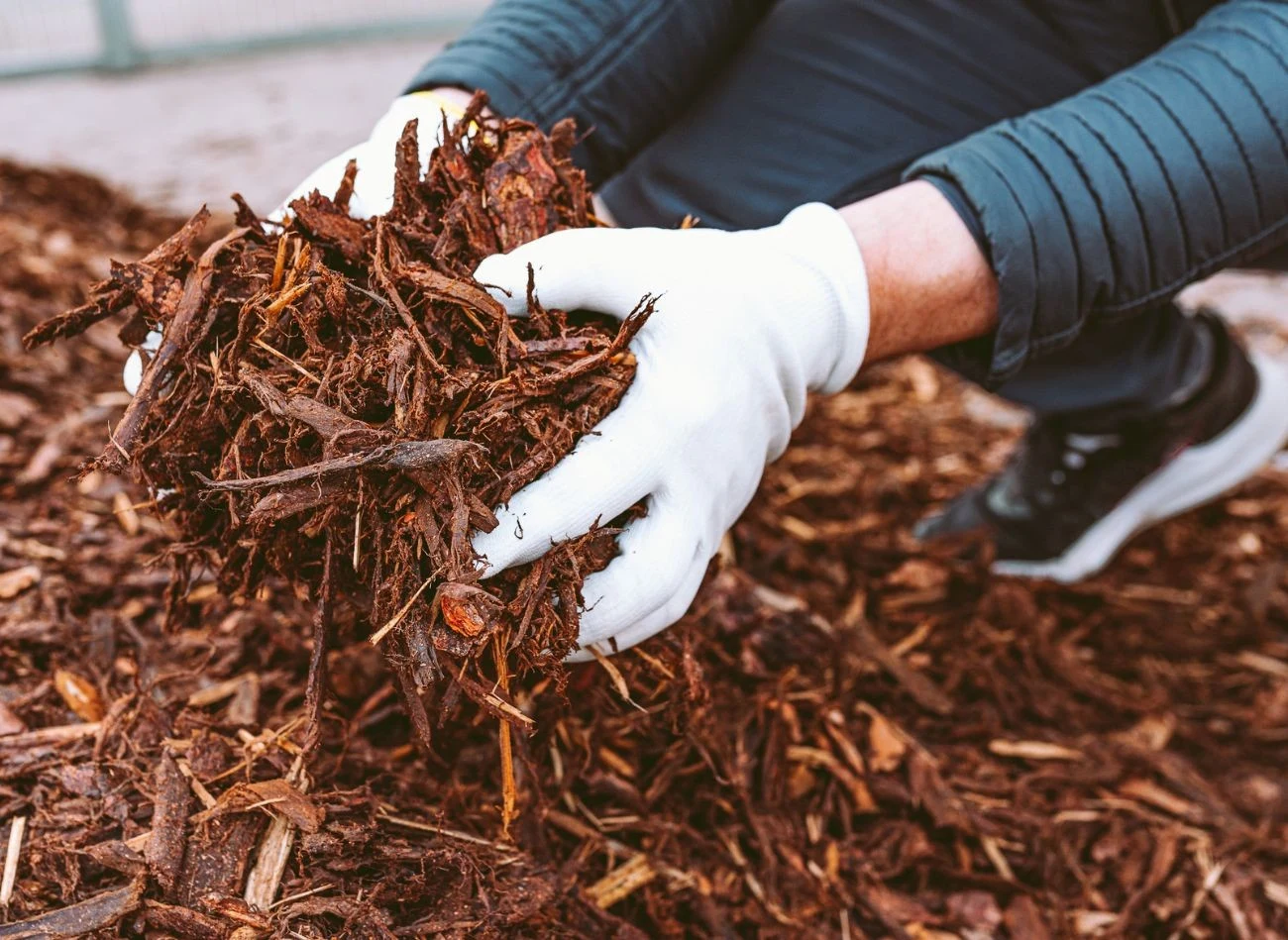 Ściółka kompostowa wyjątkowo dobrze sprawdza się w przypadku bylin oraz roślin rabatowych.