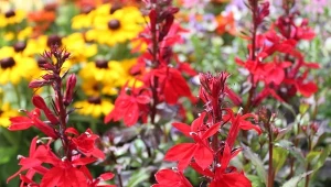 Lobelia szkarłatna (Lobelia cardinalis) kwitnie przez całe lato.