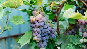 Winorośl można nawozić nawet od trzech do czterech razy w ciągu sezonu. Jakie dokarmiacze stosować?