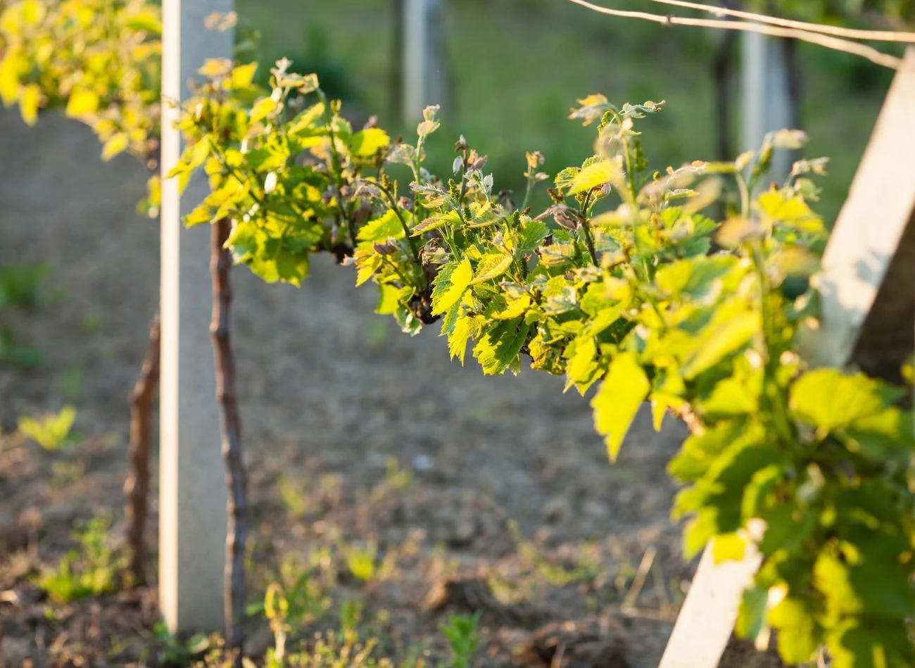 Pierwsze nawożenie winorośli przypada na okres poprzedzający wegetację, czyli przełom marca i kwietnia.