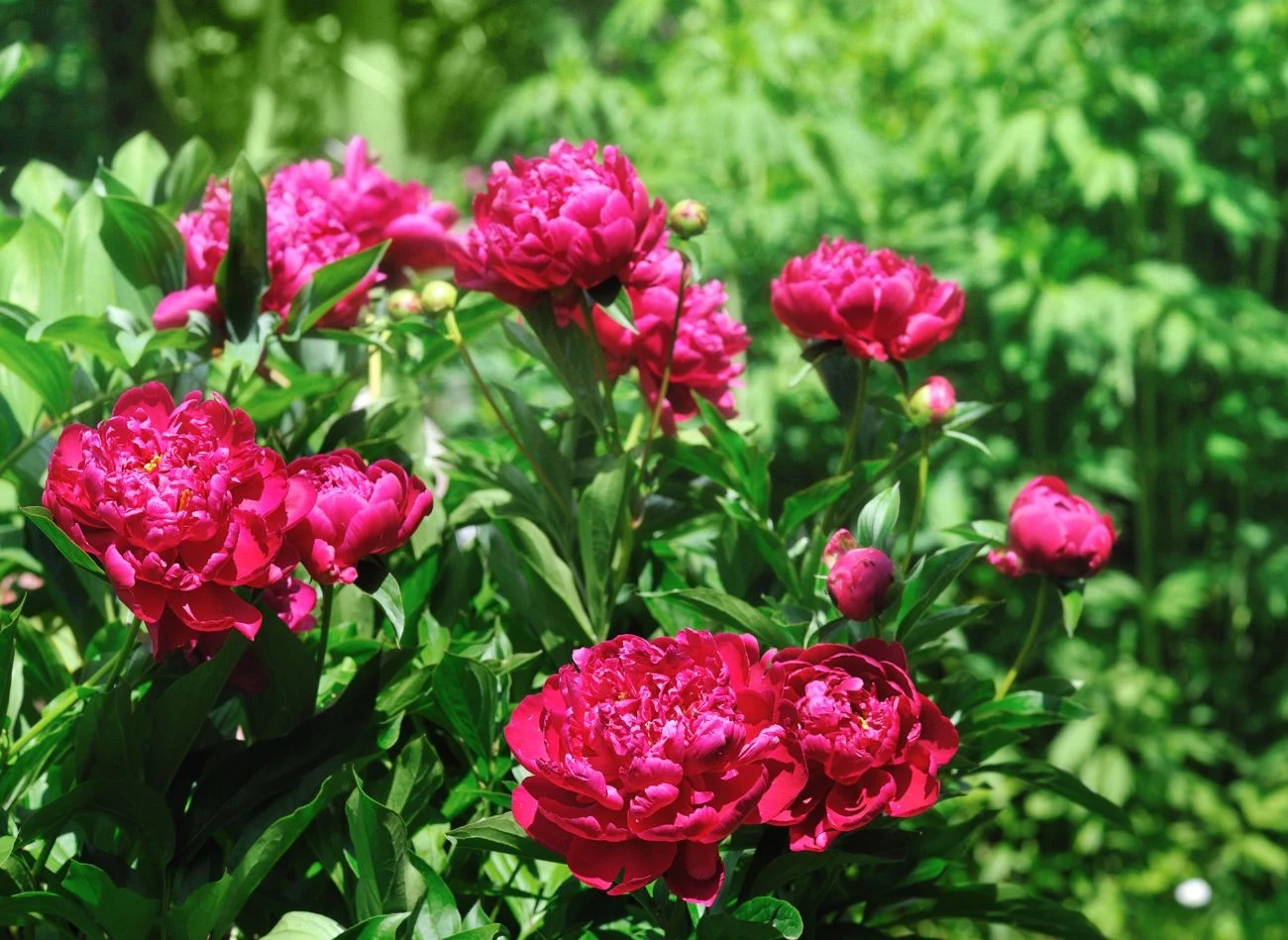 Ściółka kompostowa to najlepsze, co możesz dać piwoniom. Dzięki niej obficie kwitną.