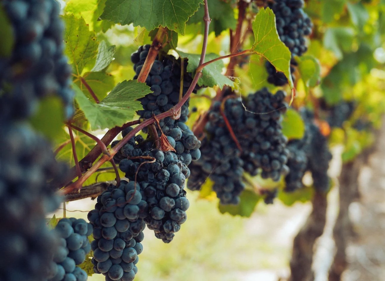 Częstotliwość zasilania oraz jakość nawozu ma wpływa na smak winogron.