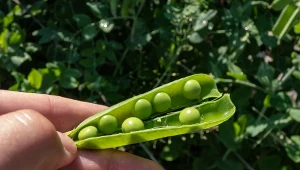 Groch sześciotygodniowy (Pisum sativum) – siew i pielęgnacja