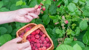 Najlepsze wiosenne nawozy do malin. Obficie obrodzą dużymi i soczystymi owocami