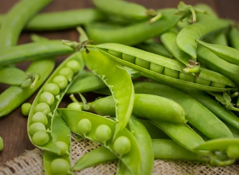 Groch sześciotygodniowy jest nie tylko smaczny, ale również bardzo zdrowy