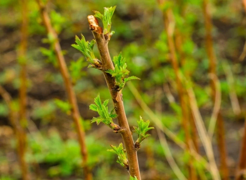 Wczesną wiosną maliny potrzebują większej ilości azotu do wytworzenia pędów