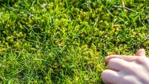 Mech najczęściej pojawia się w miejscach zacienionych, o nadmiernej wilgotności oraz na glebach o kwaśnym pH.