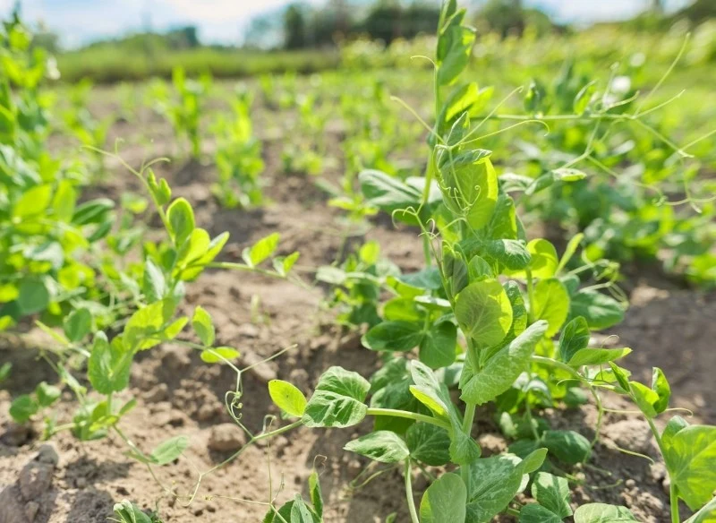 Groch sześciotygodniowy możemy wysiewać do gruntu na przełomie marca i kwietnia