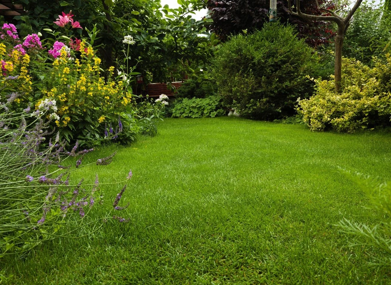 Siarczan żelaza skutecznie usunie mech z trawnika. Najlepiej stosować go na wiosnę, w kwietniu.