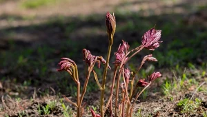 Co sadzić przy piwoniach? Takie sąsiedztwo to same zalety
