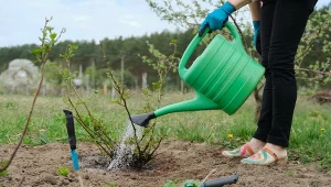 Sprawdź, czym nawozić róże wiosną.