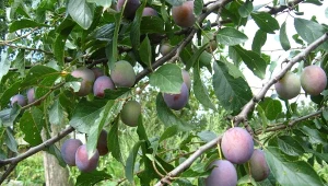 Brunatna zgnilizna drzew pestkowych powoduje, że śliwki zaczynają gnić na drzewie. Fort. alexmak