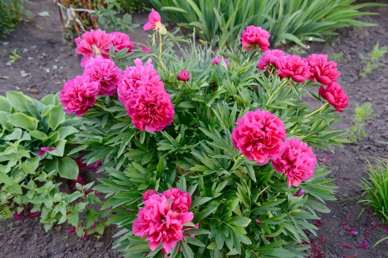 Piwonie nie lubią konkurować z innymi gatunkami o wodę, światło i składniki odżywcze