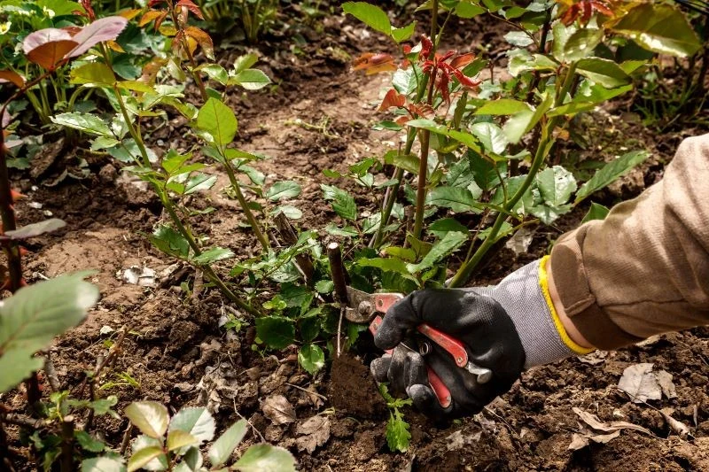 Cięcie róż to jeden z najważniejszych elementów wiosennej pielęgnacji
